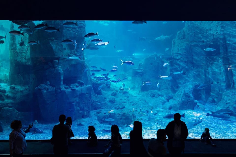 Istanbul: Aquarium Ticket With Shuttle Bus From Sultanahmet - Experience Highlights