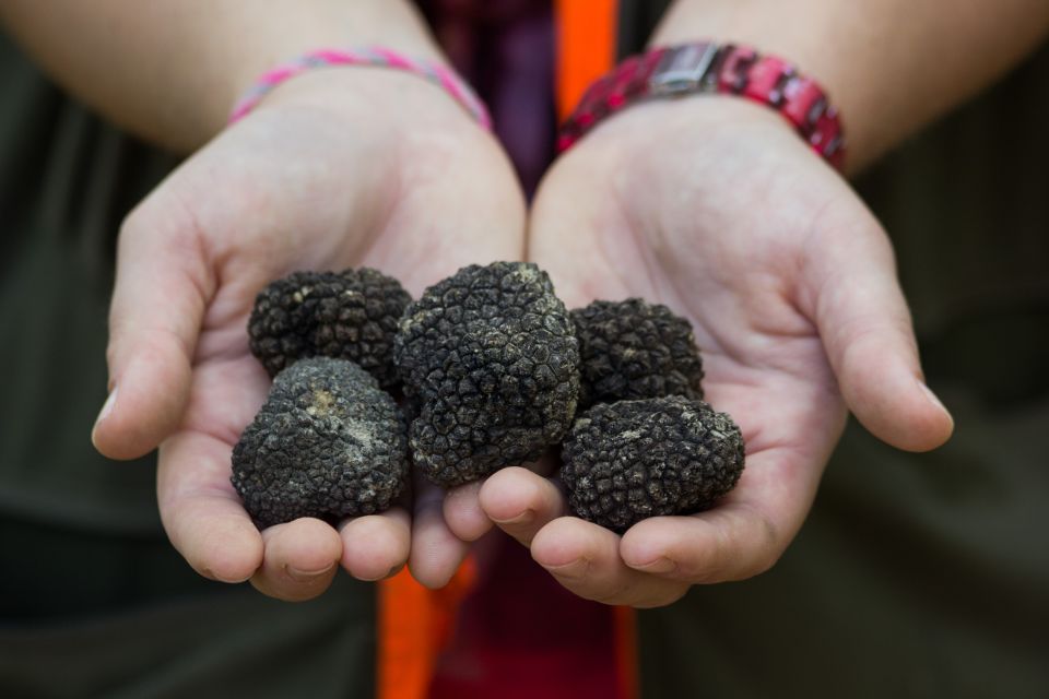 Istria - Truffles: Hunting & Cooking & Tasting, Slovenia - Pricing and Booking Information