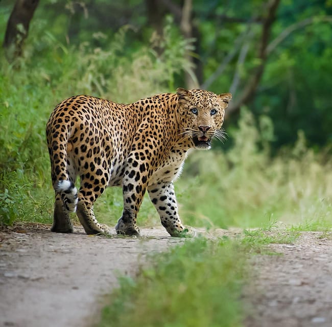 Jaipur: Leopards Safari Tour at Jhalana L Spot Wild Animals - Wildlife Viewing Experience