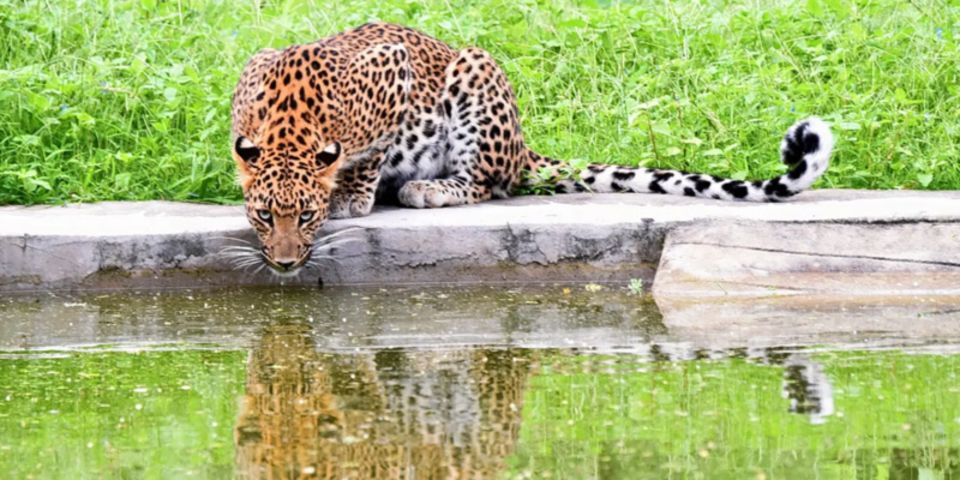 Jaipur: Private Jhalana Leopard Safari Tour - Transportation Options