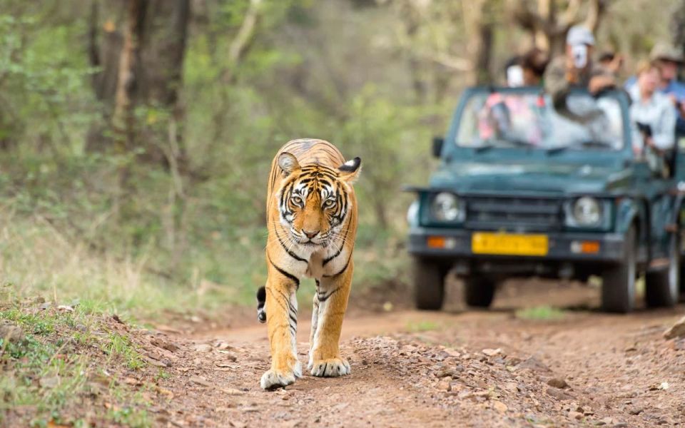 Jaipur To Ranthambore One Way Private Transfer - Pricing Details