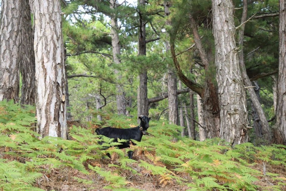 Jeep Safari in Thassos Mountain - Experience Highlights