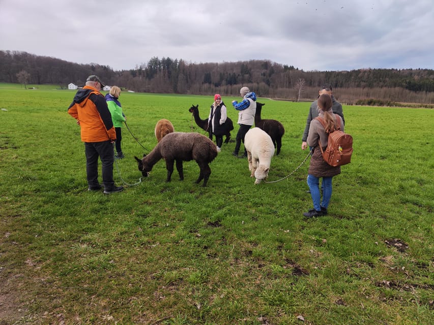 Jettingen-Scheppach: Alpaca Hike With Coffee and Cake - Unique Alpaca Experience