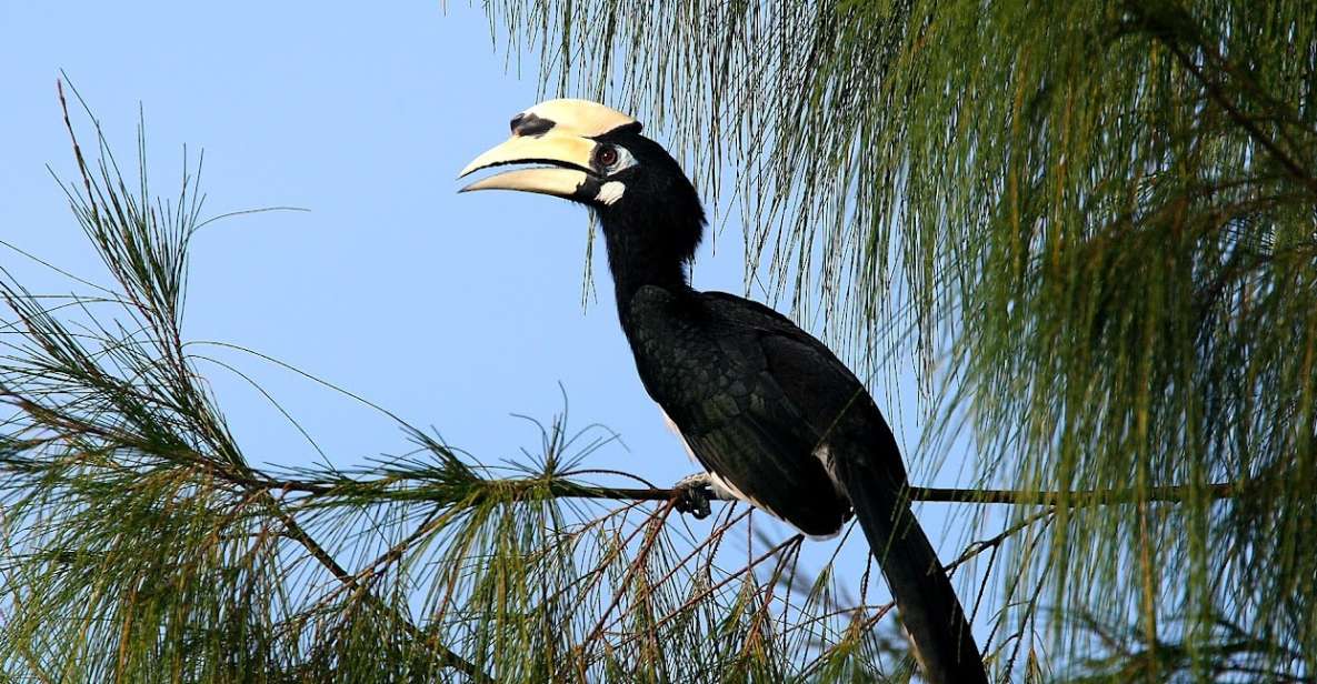 Johor: Desaru Coast Birdwatching Tour - Experience Highlights