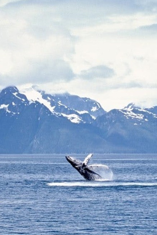 Juneau: Whale Watching and Mendenhall Glacier Day Trip - Itinerary Highlights