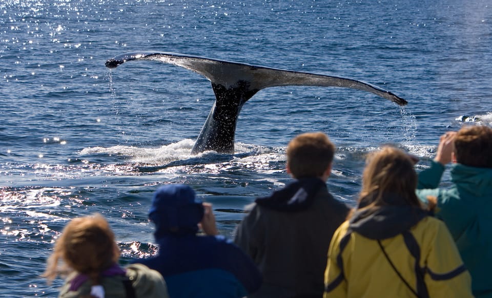 Juneau: Whale Watching and Wildlife Cruise With Local Guide - Experience Highlights