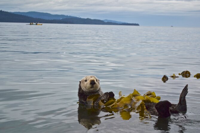 Kachemak Bay Wildlife Tour - Wildlife Sightings