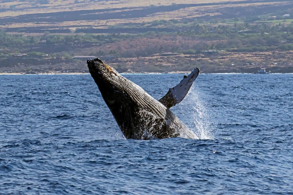 Kailua-Kona: Pacific Humpback Whale Watch Excursion - Experience Highlights