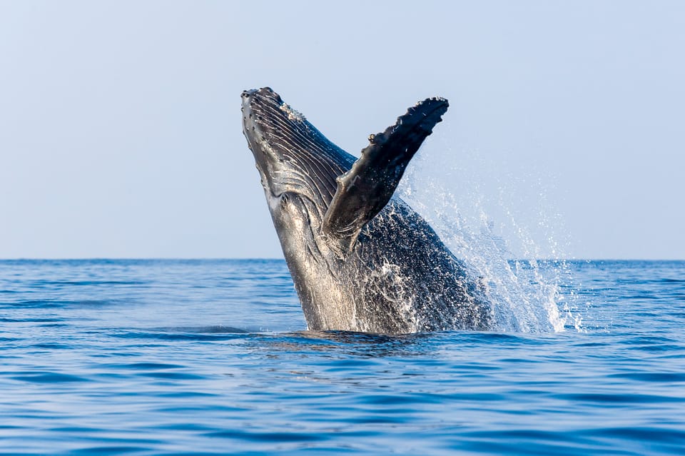 Kailua-Kona: Whale Watching Cruise on the Big Island - Whale Watching Season