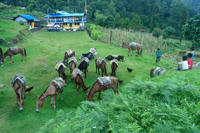 Kanchenjunga South Base Camp Trek - 13 Days - Detailed Itinerary