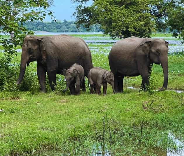 KANDY AND PINNAWELA ELEPHANT ORPHANAGE DAY TOUR - Itinerary Highlights