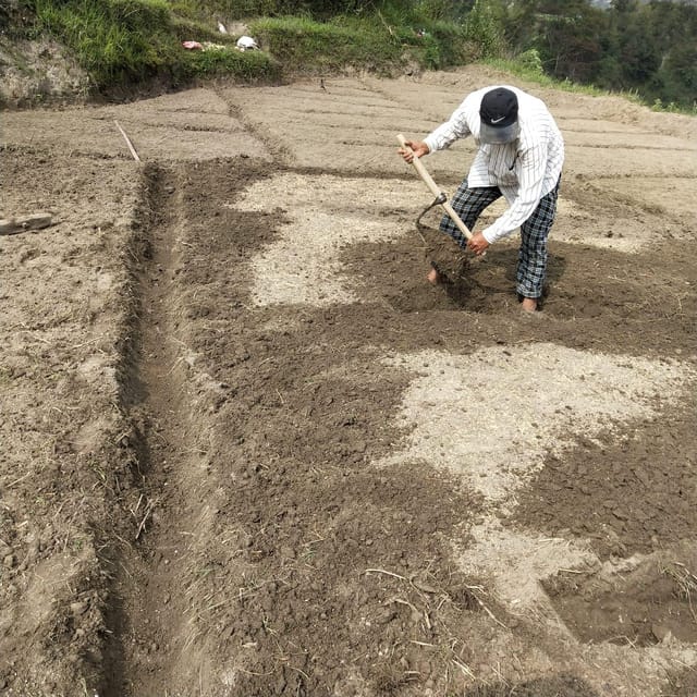 Kathmandu: the Mud and the Miracle,Paddy Plantation Festival - Engaging With Local Farmers