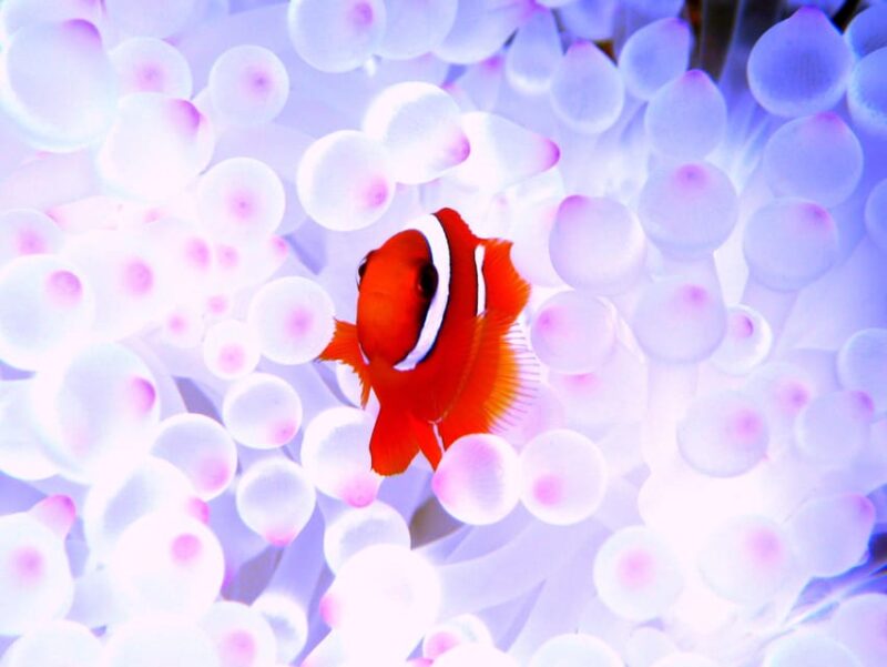 Kerama Islands National Park Experience Diving + Snorkeling - Safety Guidelines
