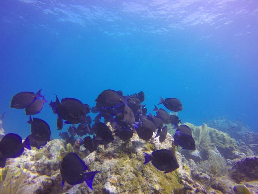 Key Largo: Molasses Reef Novice to Intermediate Dive - Dive Difficulty