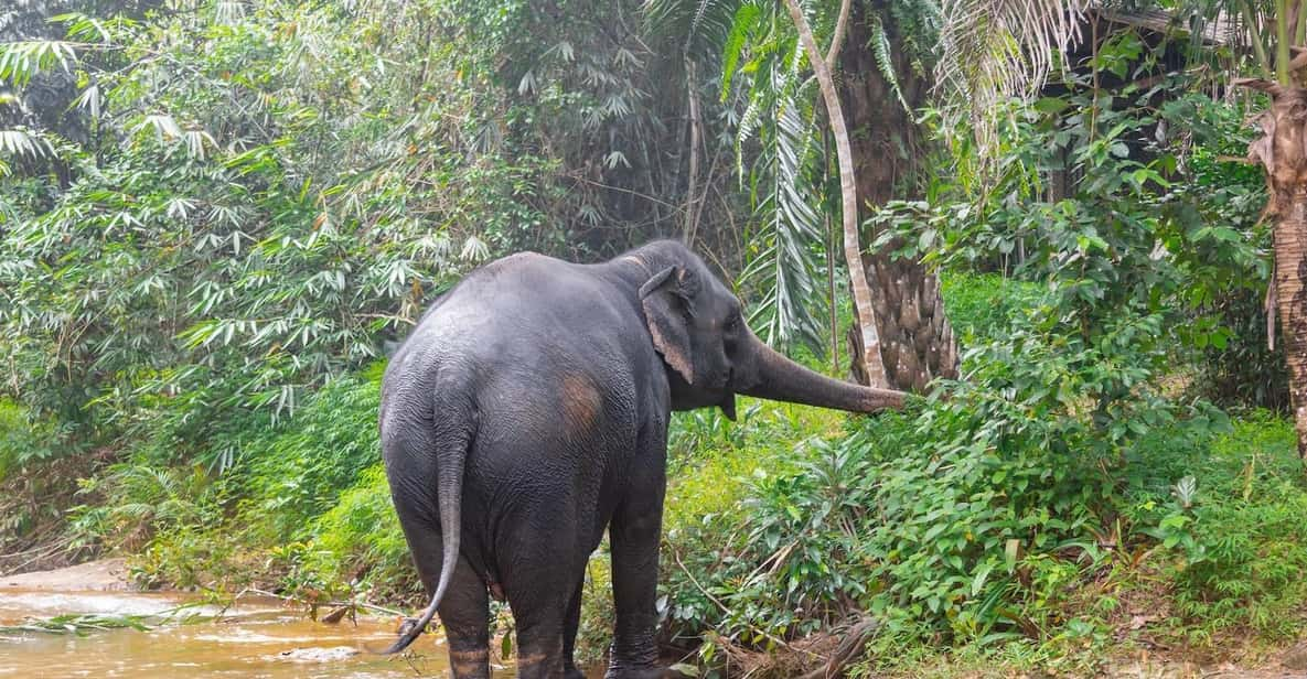 Khaolak: Elephant Sanctuary Guided Tour With Hotel Transfers - Transportation and Pickup