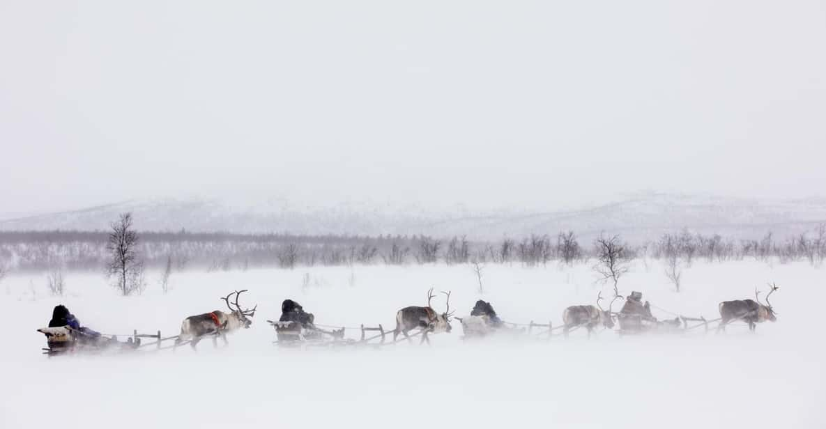 KIRUNA: Reindeer Sled Ride in the Countryside - Experience Highlights