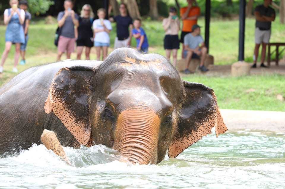 Koh Samui: Ethical Elephant Observation Half-Day Tour - Experience Highlights