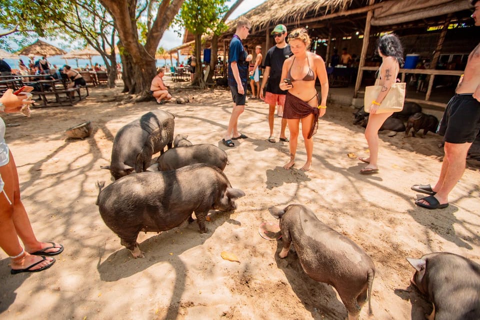 Koh Samui: Pig Island Day Tour by Speedboat - Itinerary and Experience