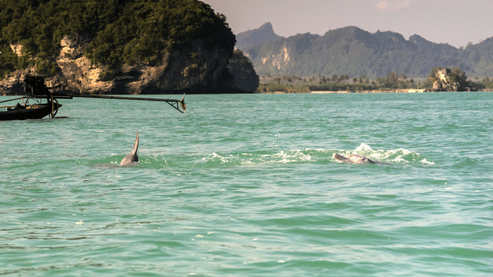 Koh Samui Pink Dolphin Sightseeing and Snorkelling Tour - Customer Reviews