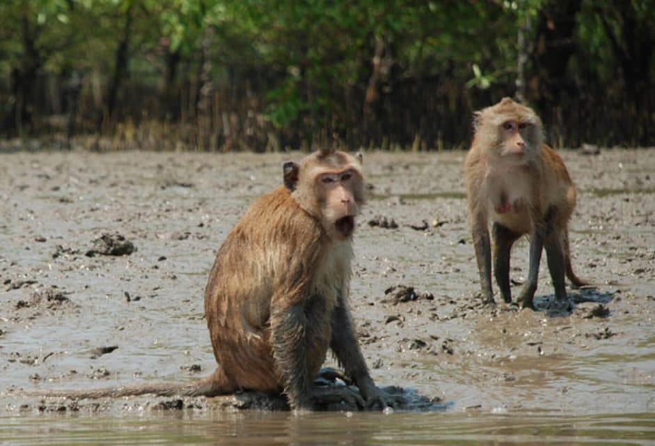 Krabi Mangrove and Khao Khanap Nam Cave Half Day Tour - Itinerary and Experience