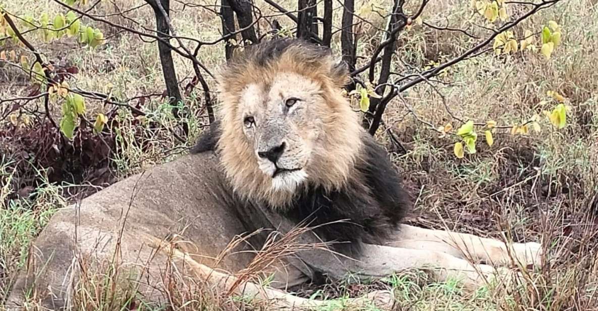 Kruger Park Safari From Maputo - Itinerary and Experience