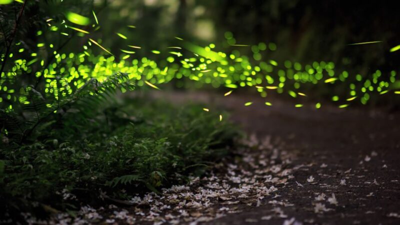Kuala Lumpur: Kuala Selangor Firefly Tour and Dinner - Itinerary Details