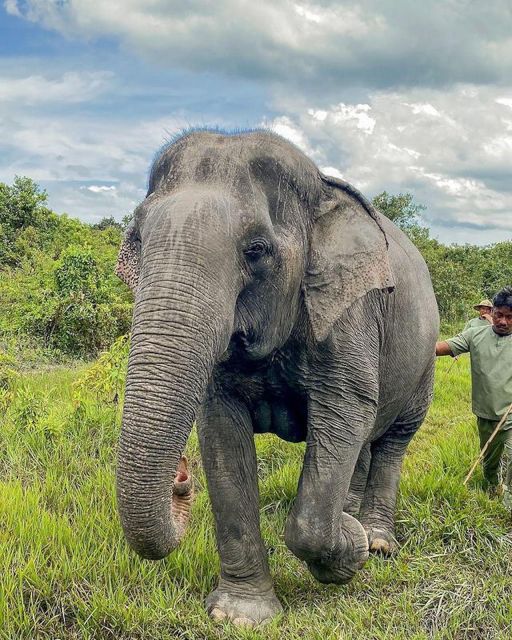 Kulen Elephant Forest Siem Reap in Small Group - Experience Highlights