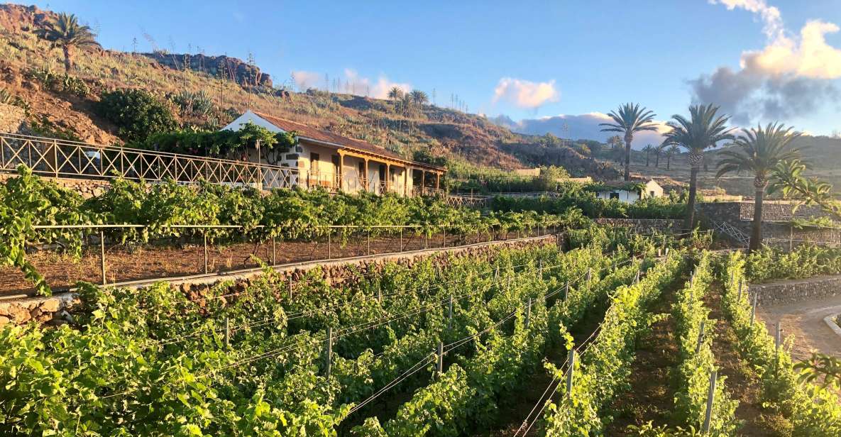 La Gomera: Winery Visit and Tasting Tour - Tour Itinerary