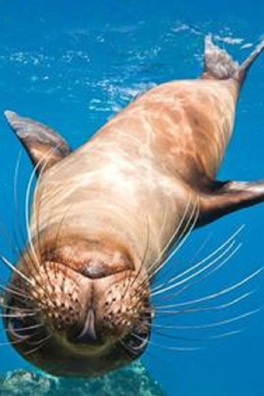 La Jolla: Cove and Caves Snorkeling Tour With Sea Lions - Tour Pricing