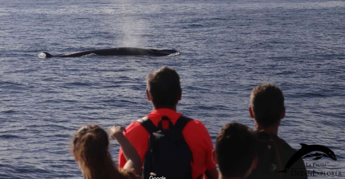 La Palma: 3-Hour Dolphin and Whale Watching Experience - Highlights of the Experience