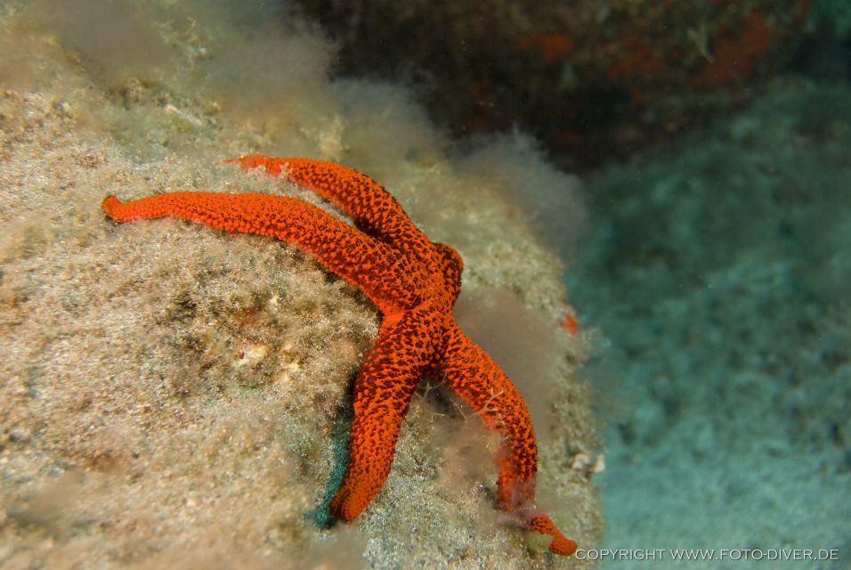 La Palma: Atlantic Snorkeling Tour With Full Gear Rental - Booking Details