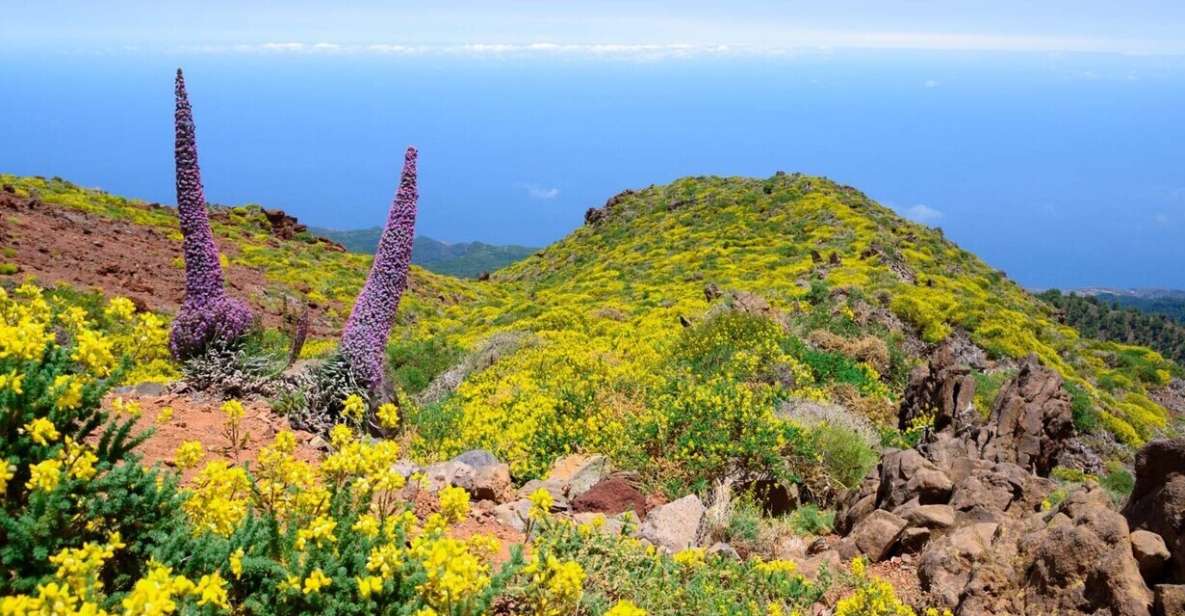 La Palma: Guided Trekking Tour to El Roque De Los Muchachos - Experience and Highlights