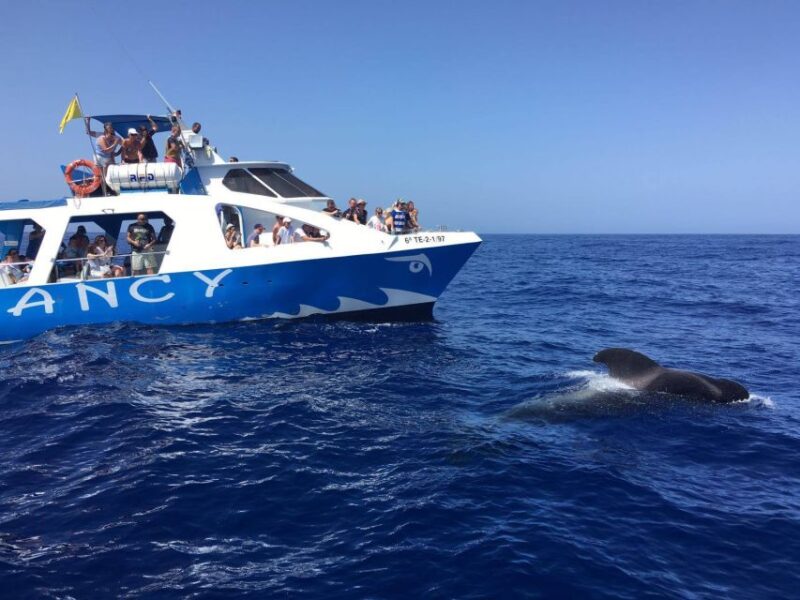 La Palma: Wildlife Viewing and Cumbre Vieja Boat Tour - Highlights of the Experience
