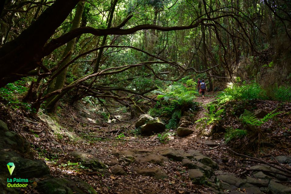 La Palma: Zarza Archaeological Park Guided Trek - Tour Details