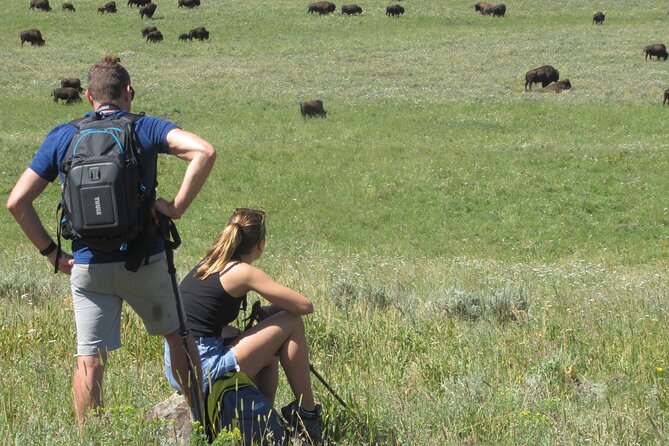 Lamar Valley Safari Hiking Tour With Lunch - Highlights of the Safari