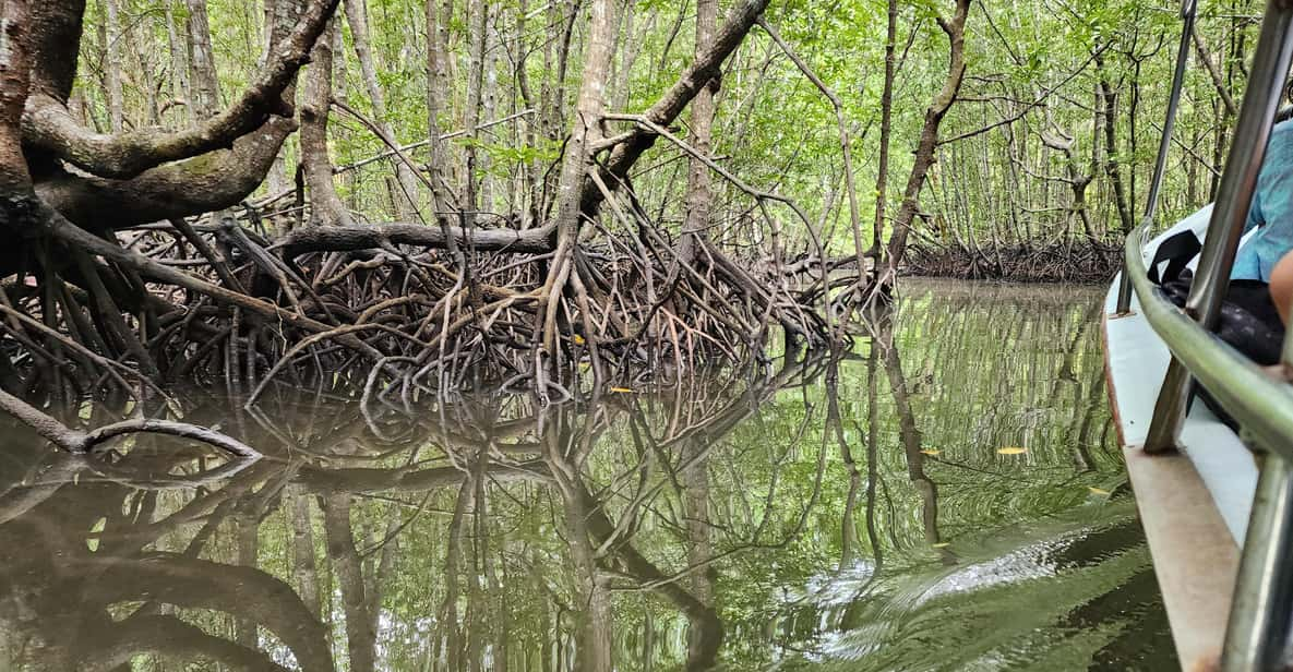 Langkawi : Mangrove Kayak Tour With Lunch (Afternoon) - Itinerary Highlights