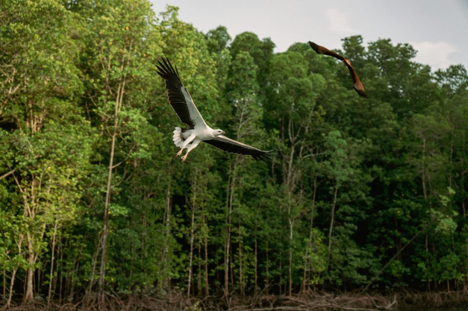 Langkawi: Tanjung Rhu Mangrove Speedboat Tour - Detailed Itinerary