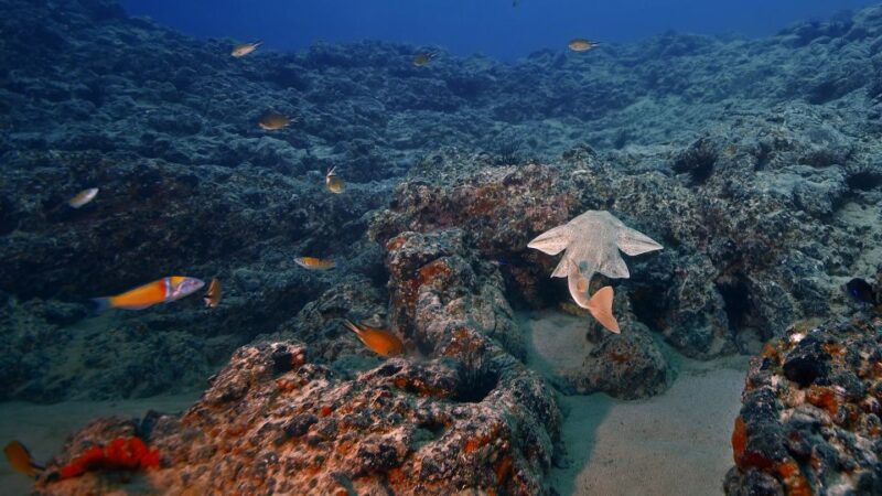 Lanzarote: 2-Dive Package in Playa Blanca - Certified Divers - Dive Sites and Experiences
