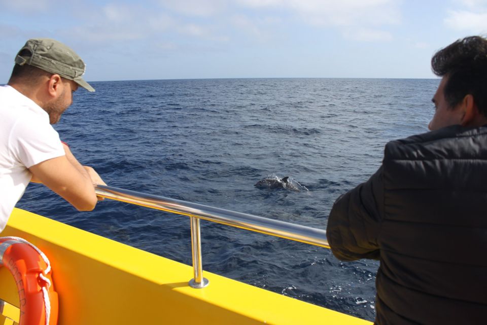 Lanzarote: Lobos Island Half-Day Dolphin Watching Trip - Itinerary Details