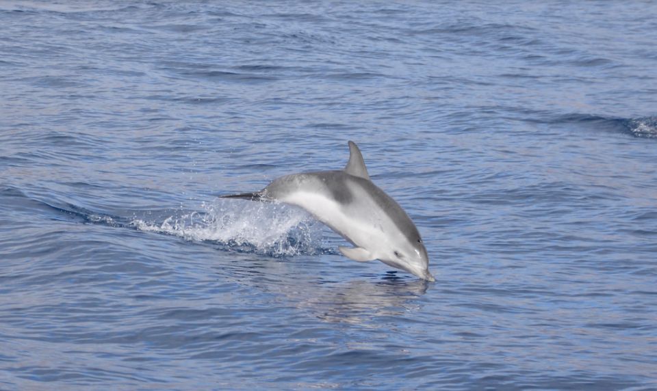 Lanzarote: Sea Safari Experience - Tour Details