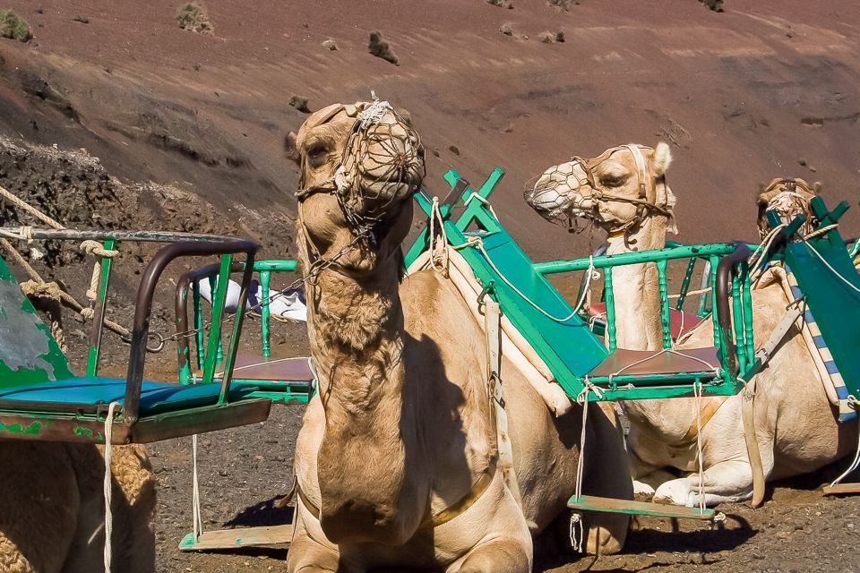 Lanzarote: Timanfaya National Park Volcanic Craters Tour - Itinerary and Experience