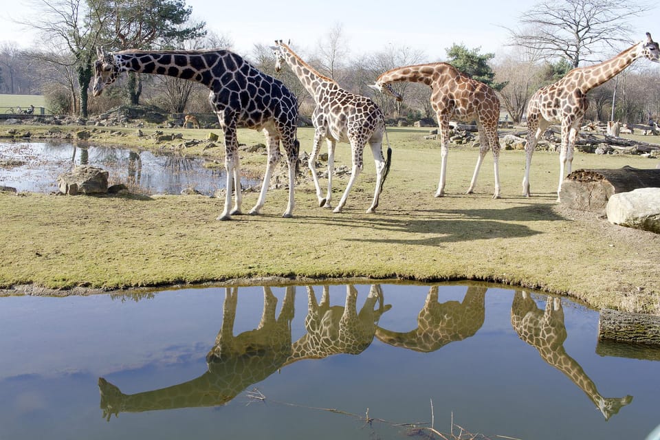 Leipzig: Zoo Admission Ticket - Zoo Highlights