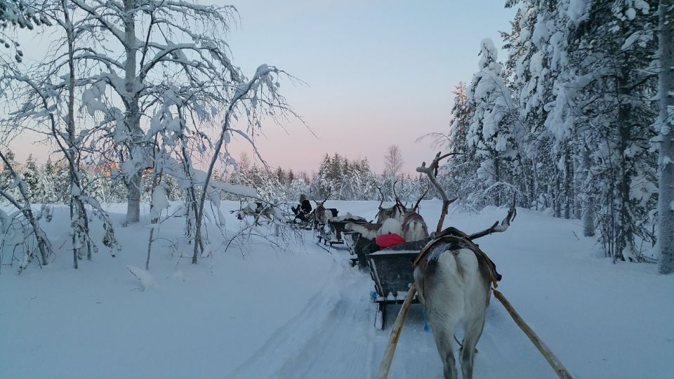 Levi: 3km Reindeer Sleigh Ride - Highlights of the Experience