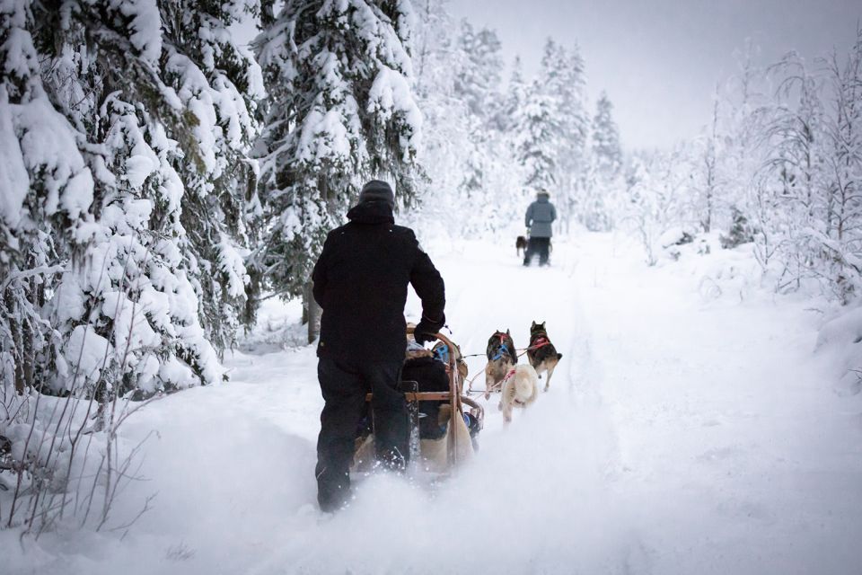 Levi: 7 Km Self-Drive Husky Sledding Adventure - Key Experience Highlights