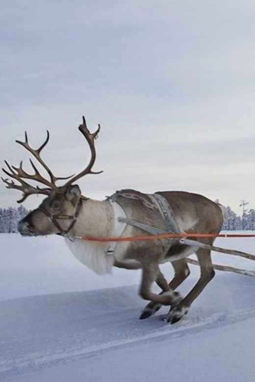 Levi: Lapland Reindeer and Husky Safari - Itinerary and Activities