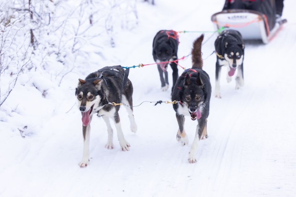 Levi Polar Lights Tours: Arctic Circle Guided Husky Tour - Experience and Itinerary