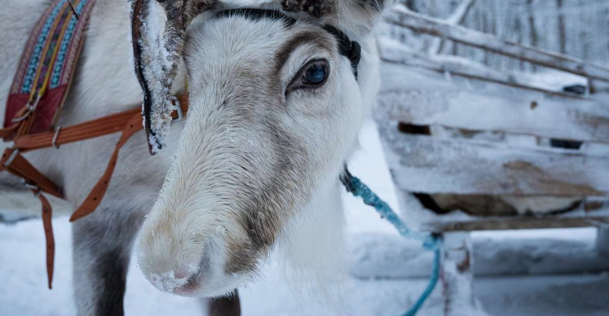 Levi Polar Lights Tours: Reindeer and Husky Safari - Itinerary Details