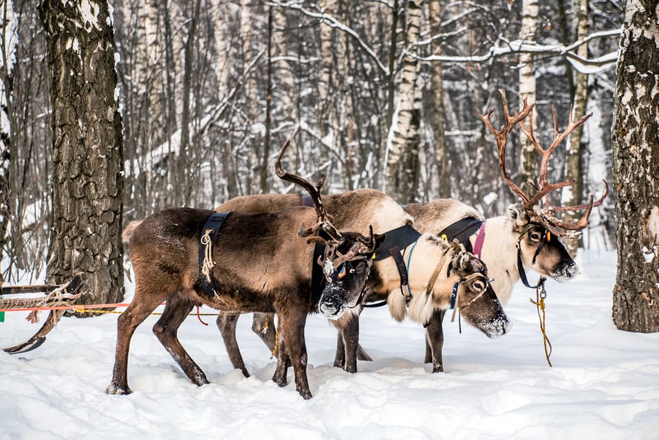 Levi: Traditional Reindeer Farm Visit & Sled Ride - Experience Highlights