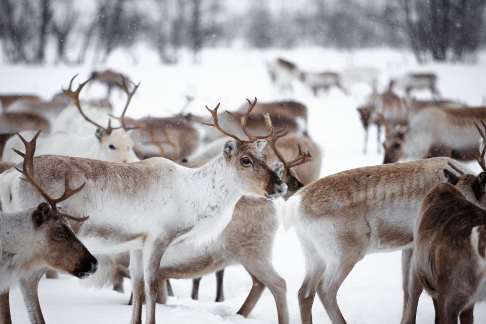 Levi: Traditional Reindeer Husbandry Experience - Highlights of the Tour