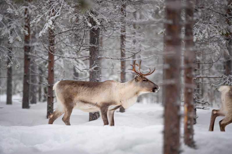 Levi: Winter Highlights Family Day - Experience With Arctic Animals